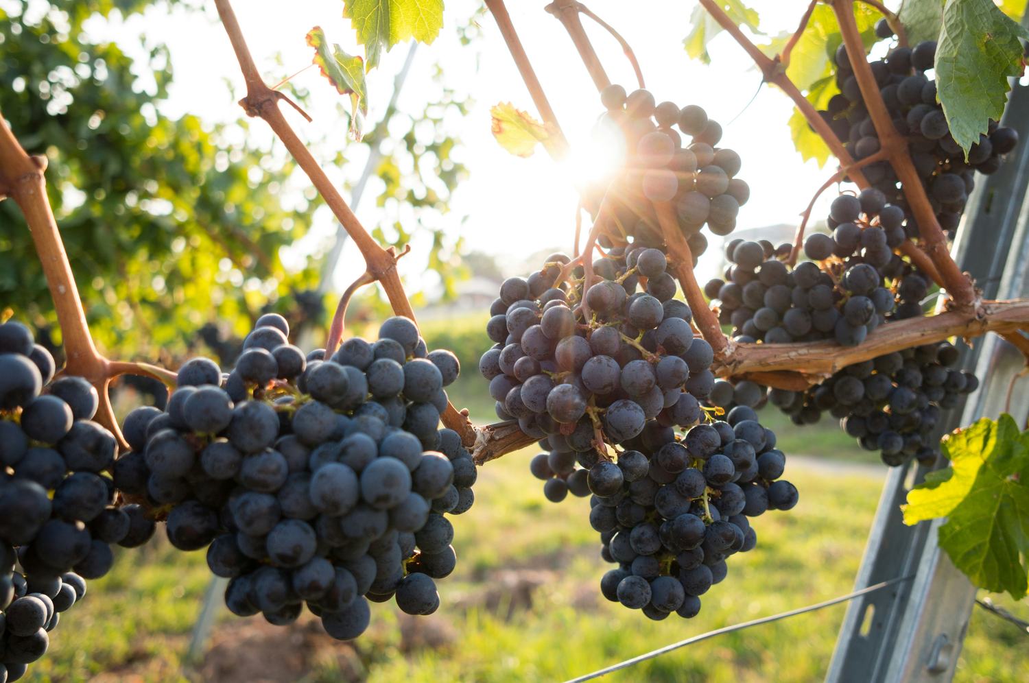 Grappes de raisin noir rétroéclairées par le soleil