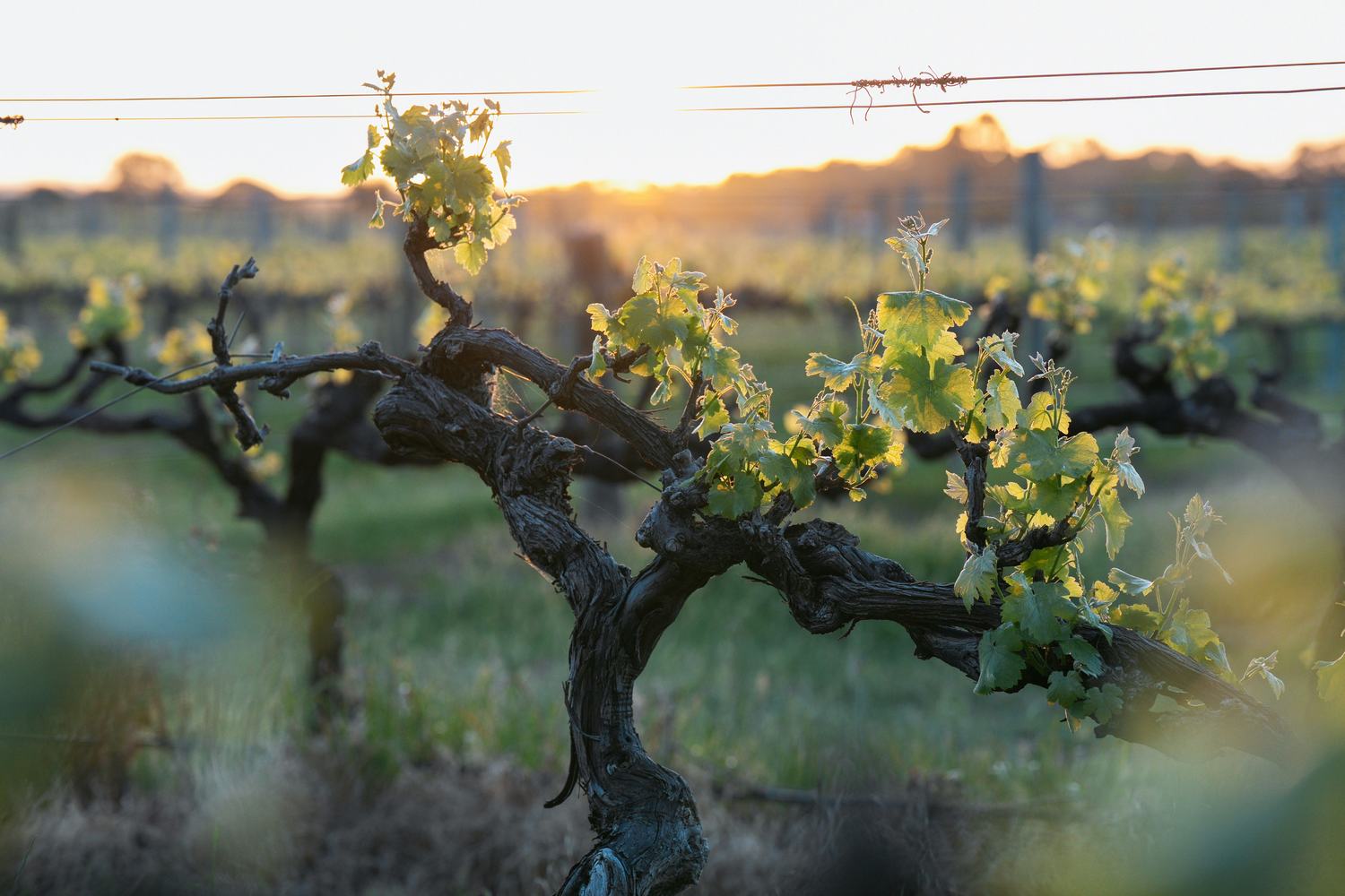 Vieux cep de vigne à la lumière du soir