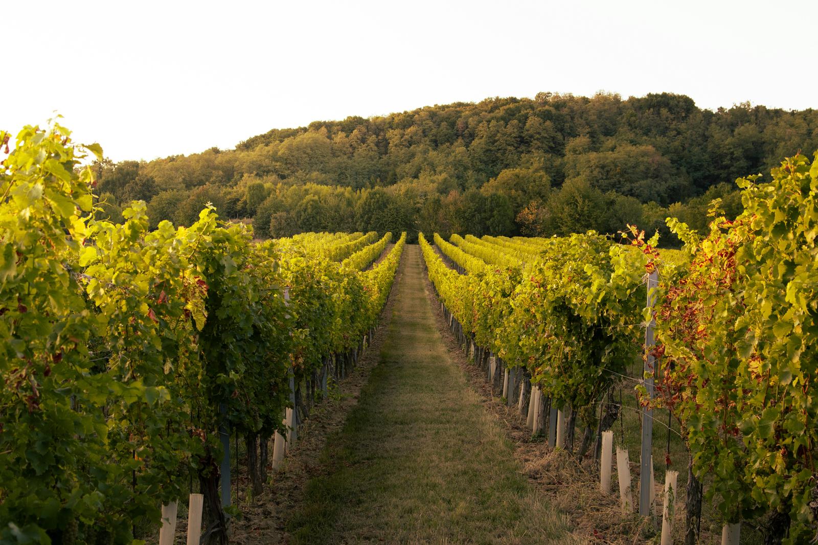 Rangs de vigne menant vers la colline boisée